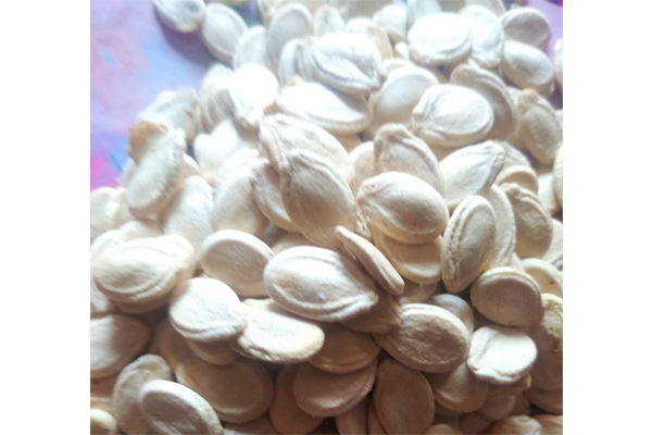 Egyptian Gourd seeds